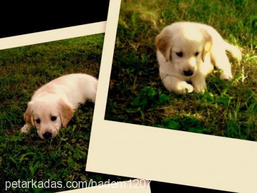 badem Dişi Golden Retriever