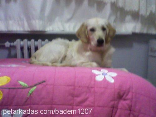 badem Dişi Golden Retriever