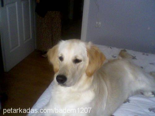 badem Dişi Golden Retriever