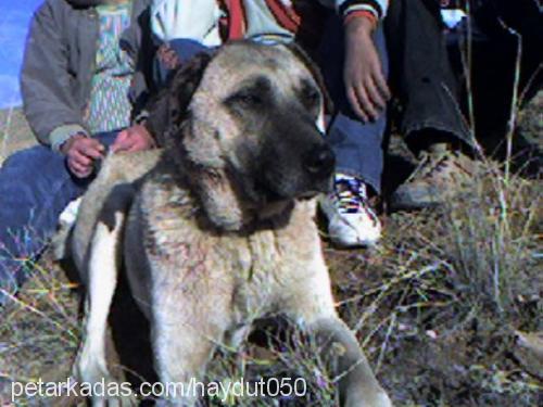 boz Erkek Kangal