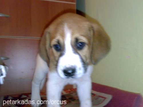 kaymak Erkek Beagle