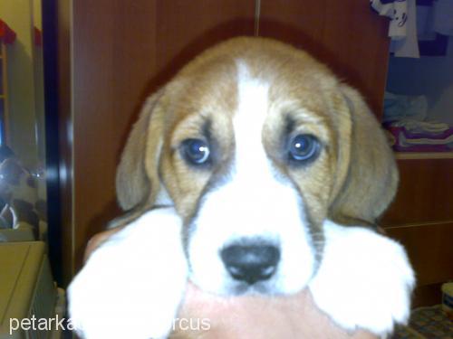 kaymak Erkek Beagle