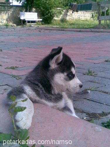 beter Dişi Sibirya Kurdu (Husky)