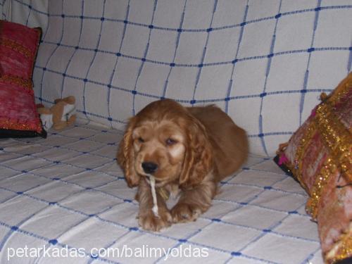 balım Dişi İngiliz Cocker Spaniel