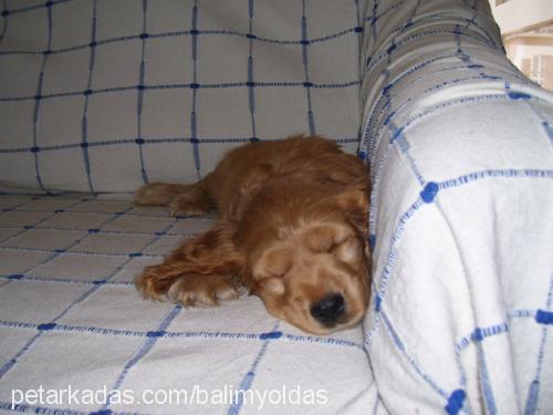 balım Dişi İngiliz Cocker Spaniel