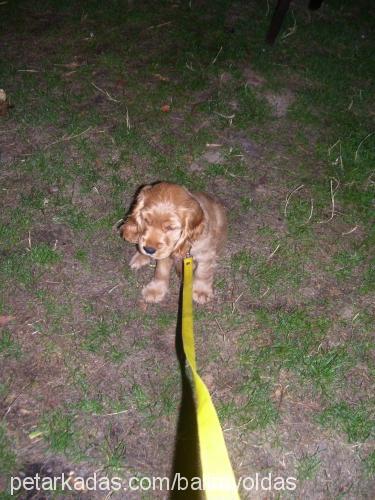 balım Dişi İngiliz Cocker Spaniel