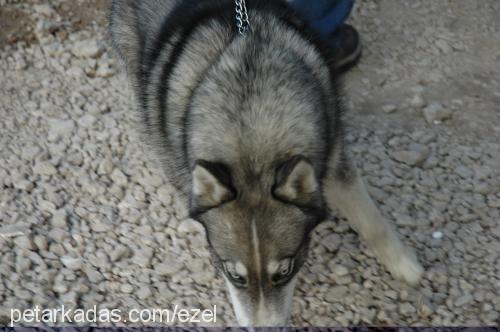 jess Erkek Sibirya Kurdu (Husky)