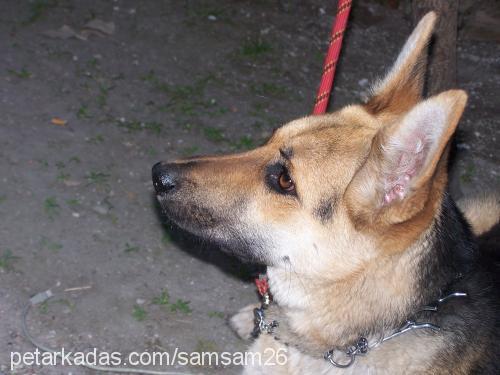 cindy Dişi Alman Çoban Köpeği