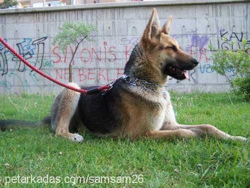 cindy Dişi Alman Çoban Köpeği