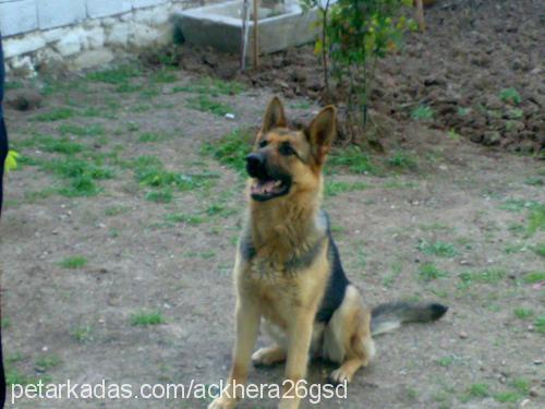 hera Dişi Alman Çoban Köpeği