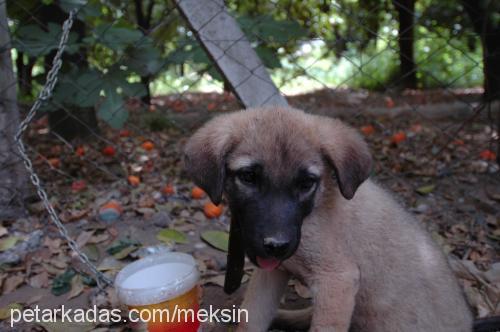 casper Erkek Kangal