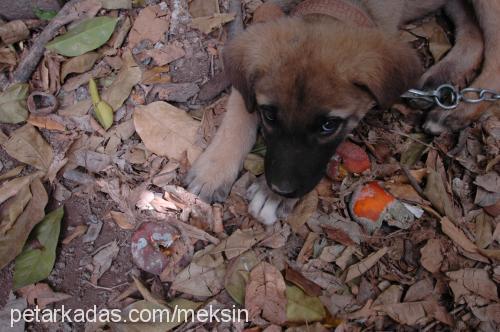 casper Erkek Kangal