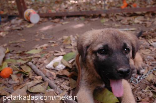 casper Erkek Kangal