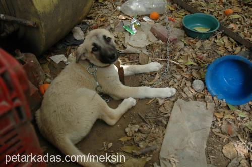 ares Dişi Kangal