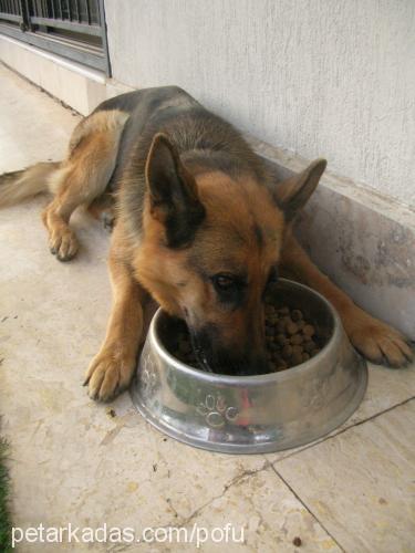 coffee Dişi Alman Çoban Köpeği