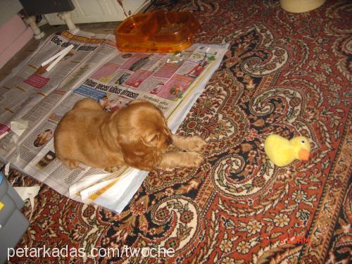 tarçın Erkek Amerikan Cocker Spaniel