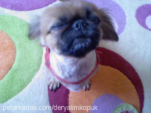 zeytin Dişi Pekingese