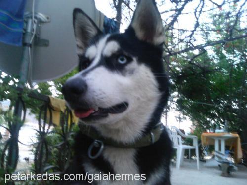 gaia Dişi Sibirya Kurdu (Husky)