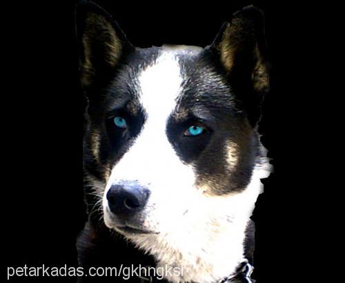 bulut Erkek Sibirya Kurdu (Husky)