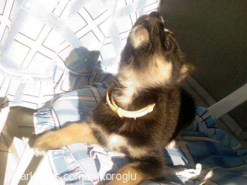 roxy Dişi Sibirya Kurdu (Husky)