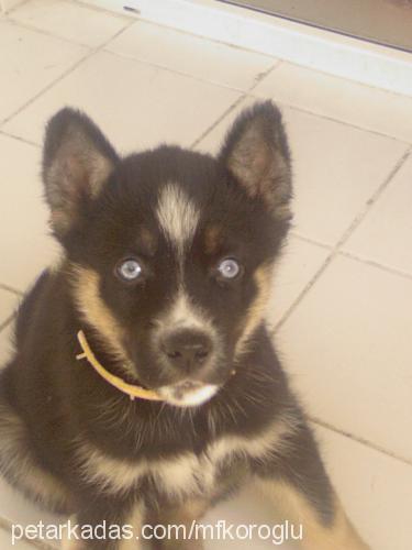 roxy Dişi Sibirya Kurdu (Husky)