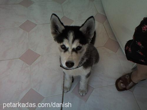 gench Dişi Alaskan Malamute