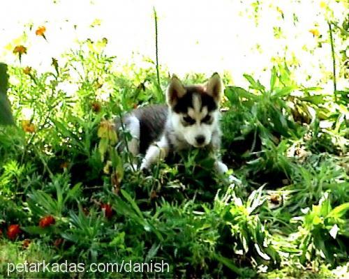 gench Dişi Alaskan Malamute