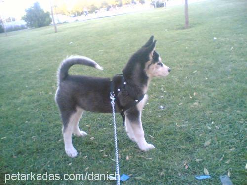 gench Dişi Alaskan Malamute