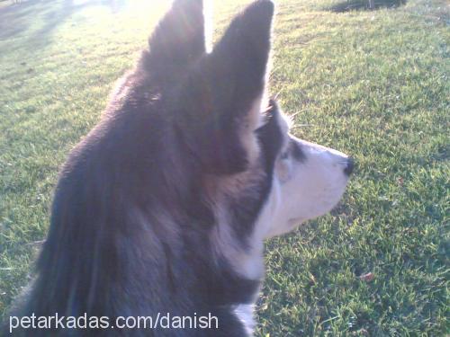 gench Dişi Alaskan Malamute