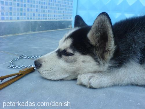 gench Dişi Alaskan Malamute