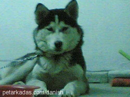 gench Dişi Alaskan Malamute