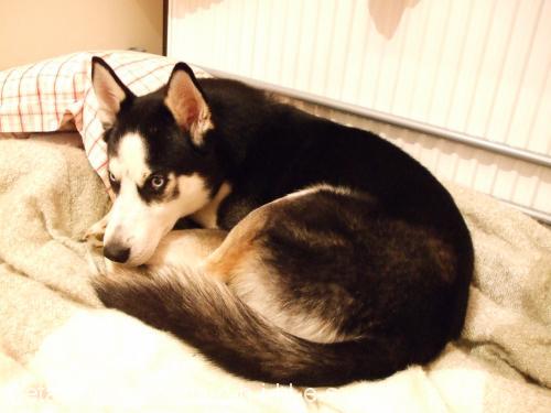 achilles Erkek Sibirya Kurdu (Husky)