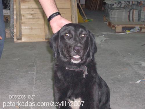 zeytin Dişi Labrador Retriever