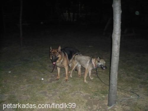 fındık Dişi Alman Çoban Köpeği