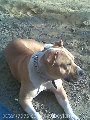 Şila Dişi Amerikan Pitbull Terrier