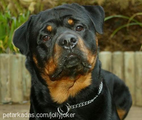 çamur Erkek Rottweiler