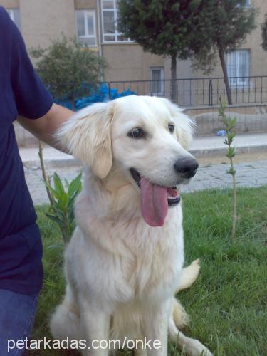 lesi Dişi Golden Retriever