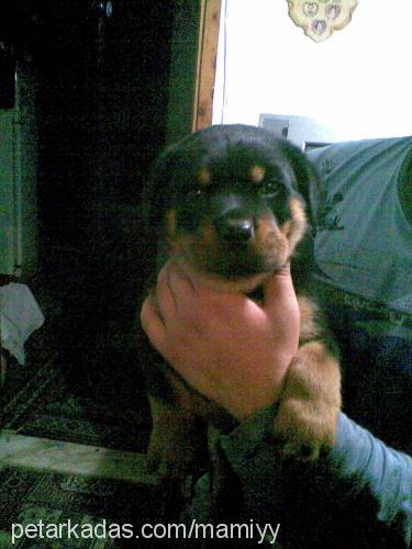 rİcky Erkek Rottweiler