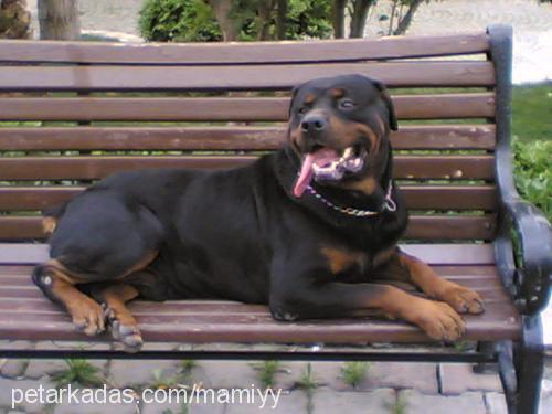 rİcky Erkek Rottweiler