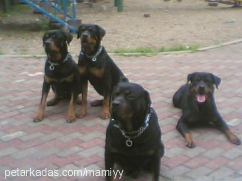 rİcky Erkek Rottweiler