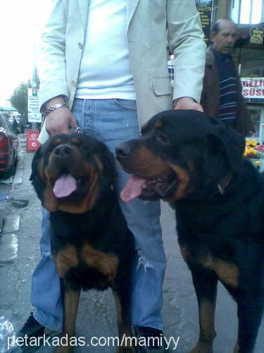 rİcky Erkek Rottweiler