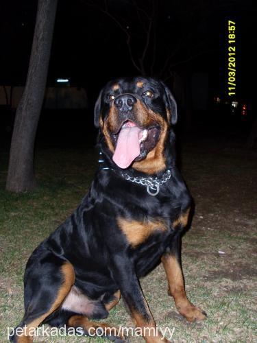 rİcky Erkek Rottweiler