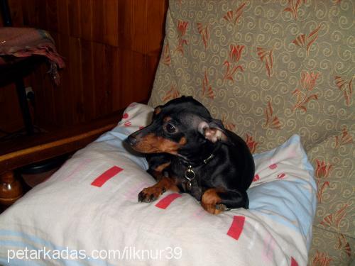 karamel Dişi Minyatür Pinscher