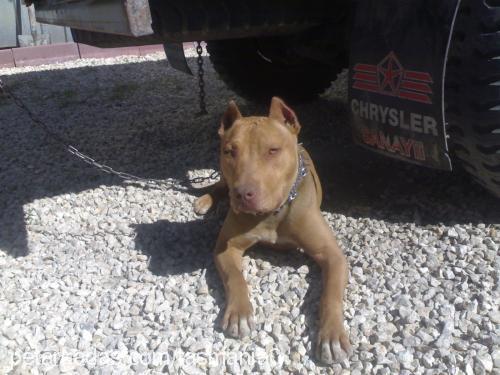 zeus Erkek Amerikan Pitbull Terrier