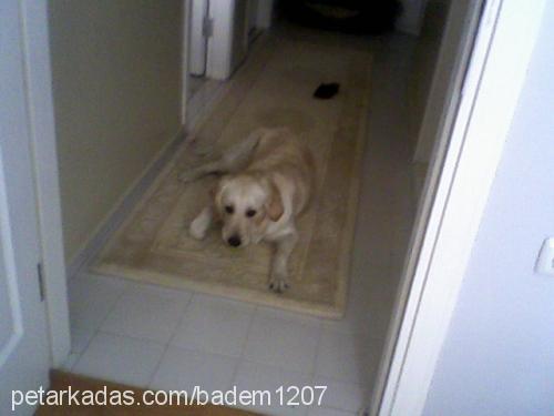 badem Dişi Golden Retriever