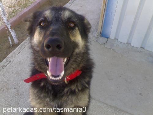 zeyna Dişi Belçika Malinois