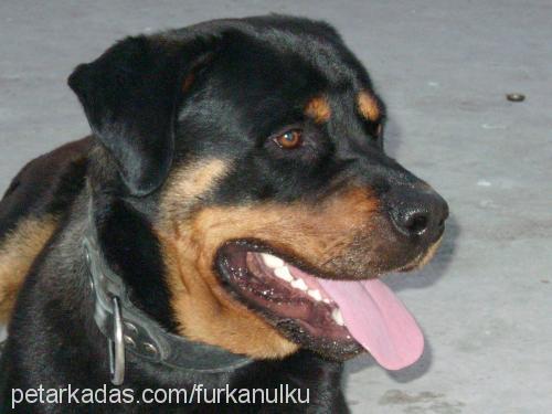 cont Erkek Rottweiler