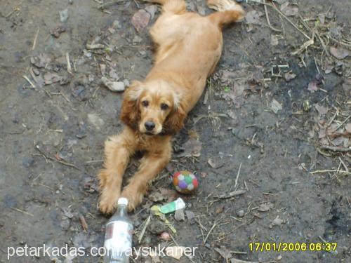 lucky Erkek Amerikan Cocker Spaniel