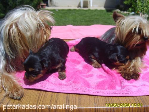 papişveçiko Erkek Yorkshire Terrier