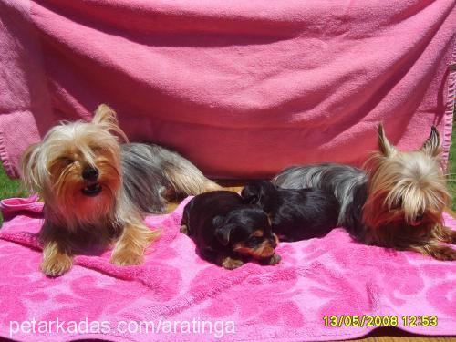 papişveçiko Erkek Yorkshire Terrier